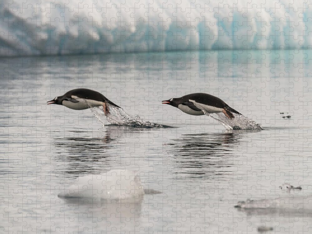 Penguins Jigsaw Puzzle featuring the photograph When Penguins Fly by Alex Lapidus