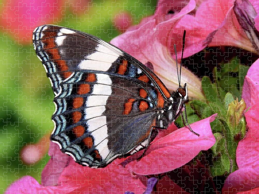 Colorful Butterfly Jigsaw Puzzle featuring the photograph White Admiral Butterfly On Pink Flowers by Christina Rollo