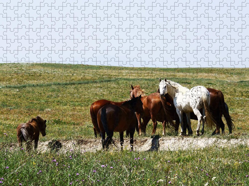 White Appaloosa Horse in a Brown Herd Jigsaw Puzzle by Tracey Vivar - Pixels