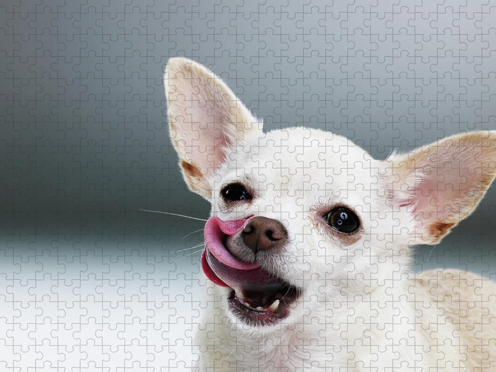 Pets Jigsaw Puzzle featuring the photograph White Chihuahua Licking Lips, Close-up by Thomas Barwick