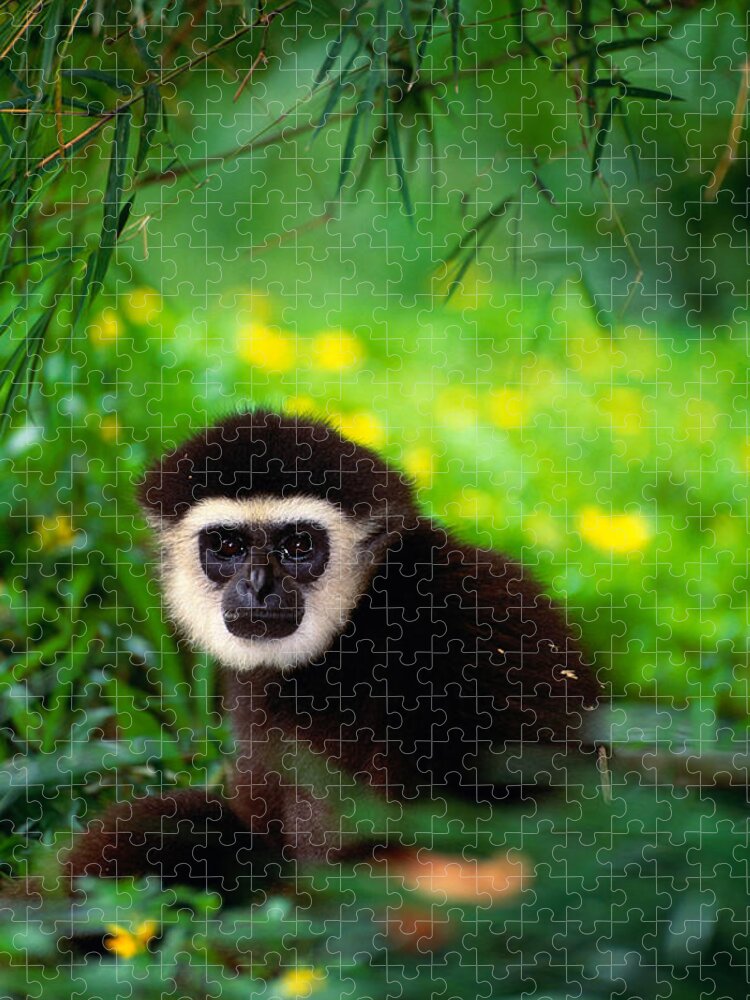 Animal Themes Jigsaw Puzzle featuring the photograph White-handed Gibbon Hylobateslar In by Art Wolfe