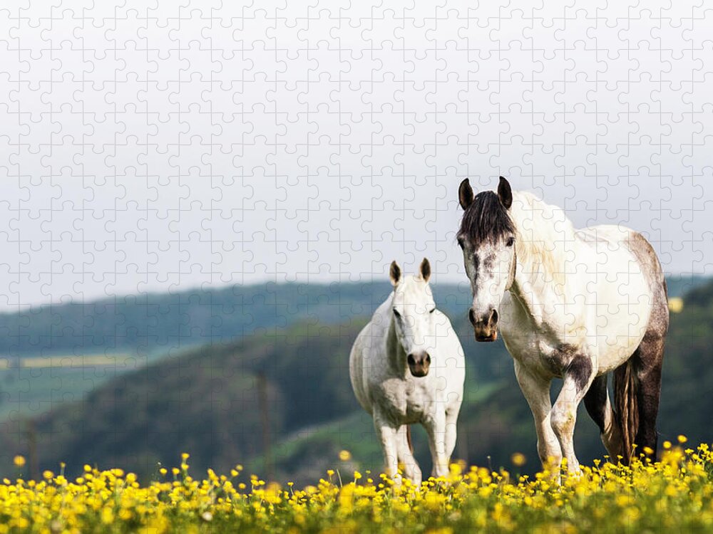 White Horses Walking In Field Of Flowers Jigsaw Puzzle by Manuel Sulzer 