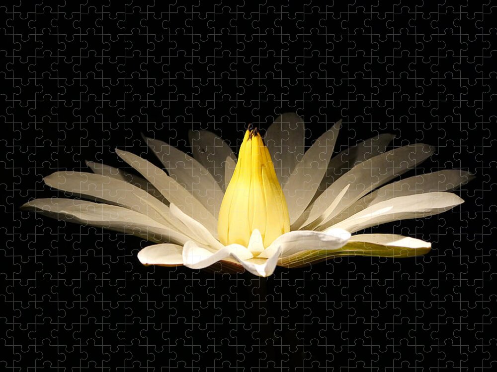 Richard Reeve Jigsaw Puzzle featuring the photograph White Lily at Night by Richard Reeve
