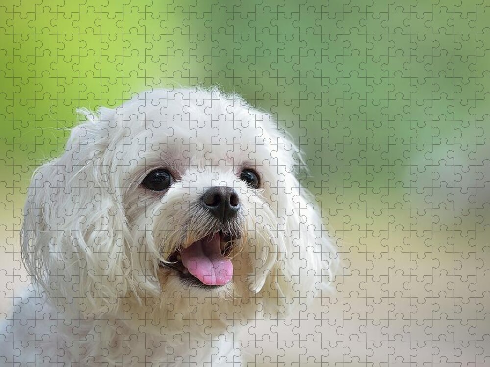 Pets Jigsaw Puzzle featuring the photograph White Maltese Dog Sticking Out Tongue by Boti