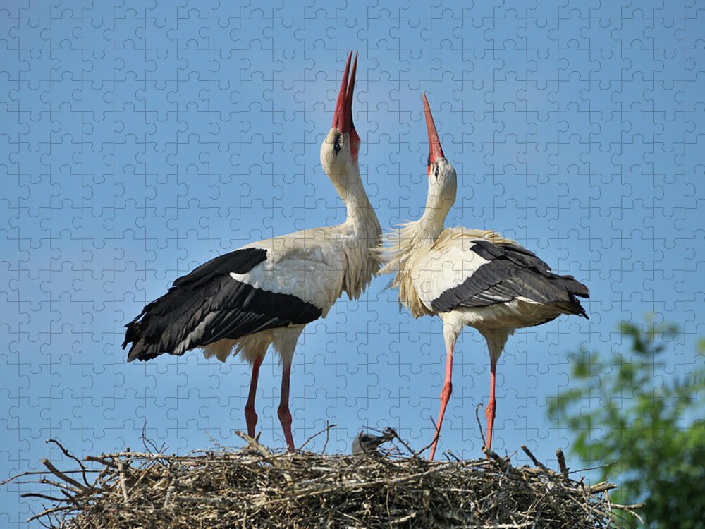Animal Themes Jigsaw Puzzle featuring the photograph White Stork by Raimund Linke