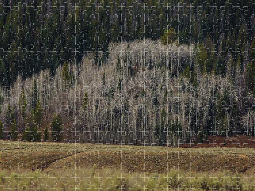 Trees Jigsaw Puzzle featuring the photograph White aspen trees, Wyoming by Julieta Belmont