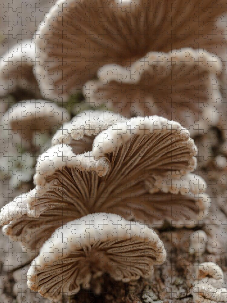 Schizophyllumfine Art Jigsaw Puzzle featuring the photograph Schizophyllum Mushroom by Iris Richardson