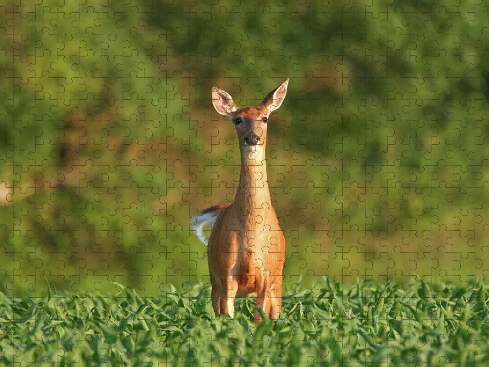 Alertness Jigsaw Puzzle featuring the photograph Whitetail Deer Doe Standing In A Summer by Banksphotos