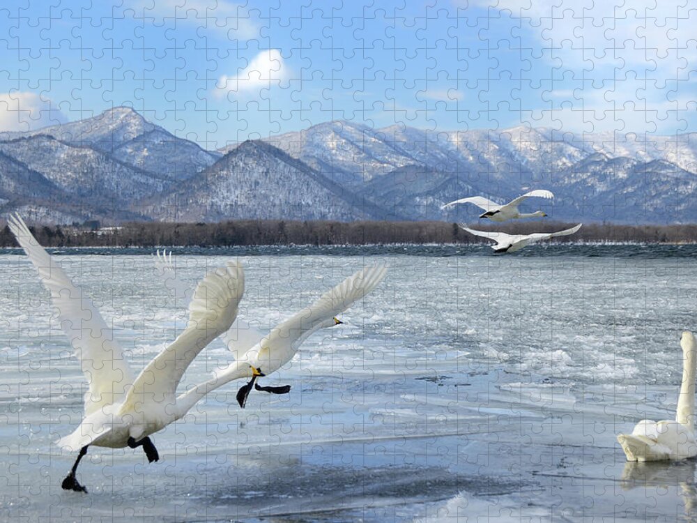 Hokkaido Jigsaw Puzzle featuring the photograph Whooper Swan Starting The Flight by Lucia Terui
