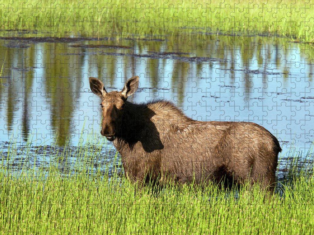 Grass Jigsaw Puzzle featuring the photograph Wild Moose Alces Alces In Pond Along by Mark Newman