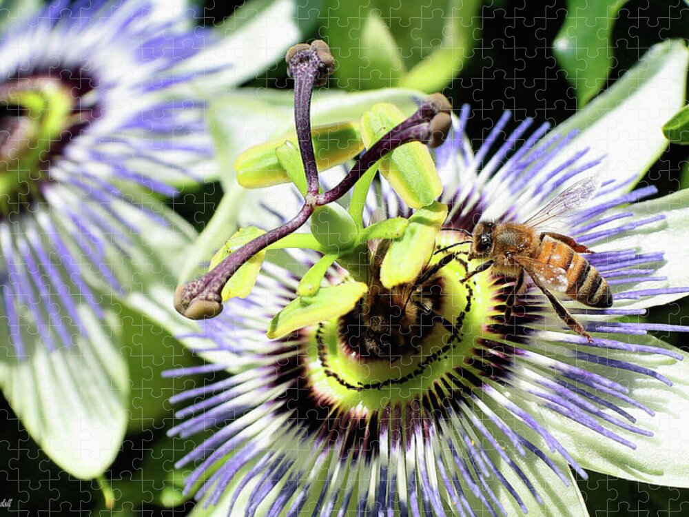 Wild Passion Flower Jigsaw Puzzle featuring the digital art Wild passion flower 001 by Kevin Chippindall