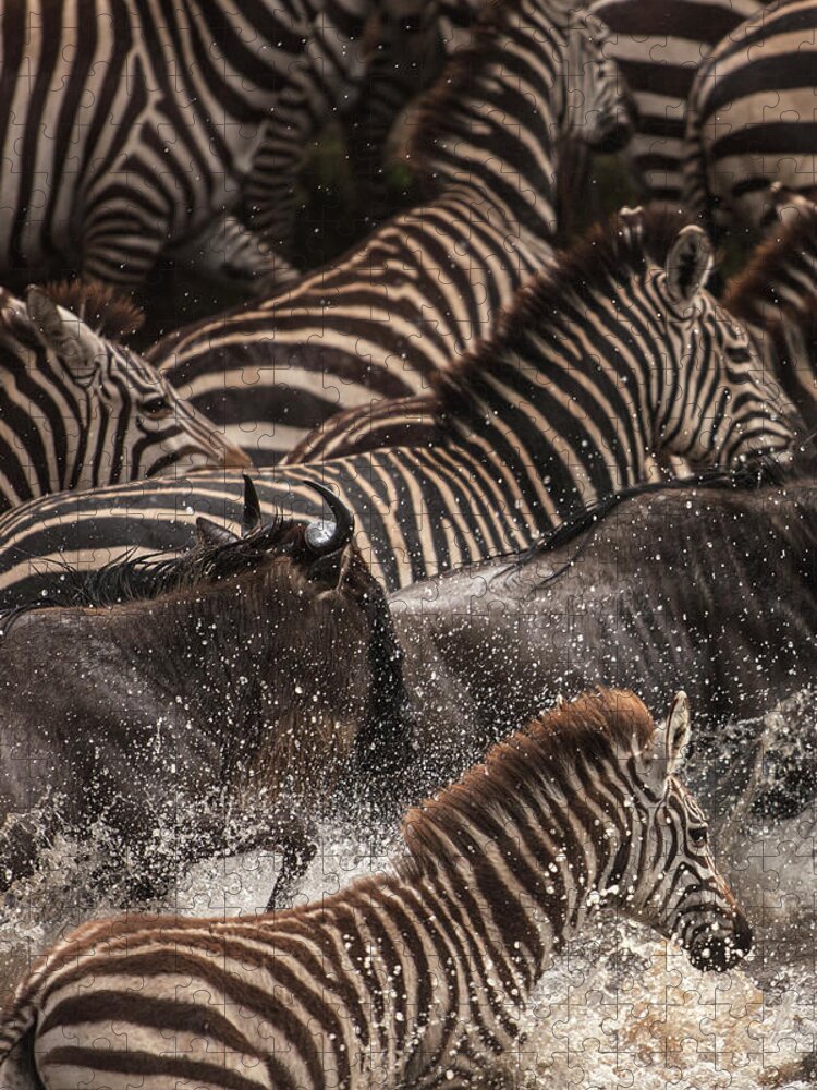 Kenya Jigsaw Puzzle featuring the photograph Wildebeest And Zebras Crossing River by Manoj Shah