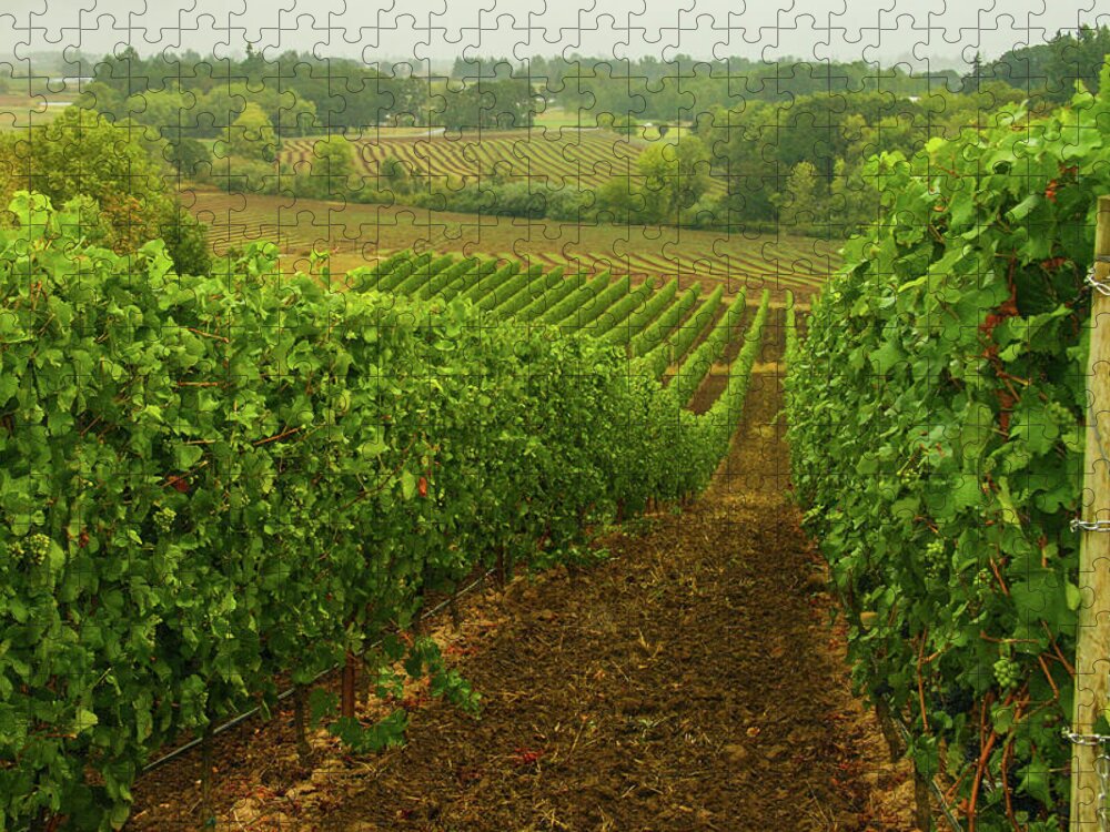 Vineyard Jigsaw Puzzle featuring the photograph Drink Up The Sights Of This Bucolic Spring Vineyard by Leslie Struxness