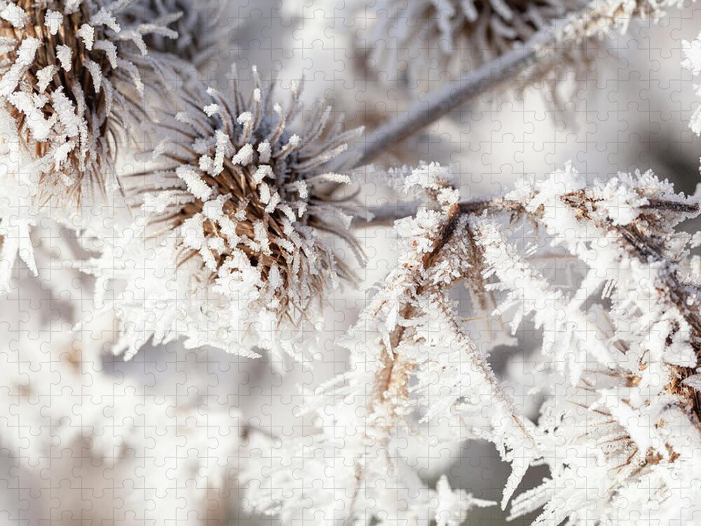 Freezing Jigsaw Puzzle featuring the photograph Winter frost on a garden thistle close up by Simon Bratt