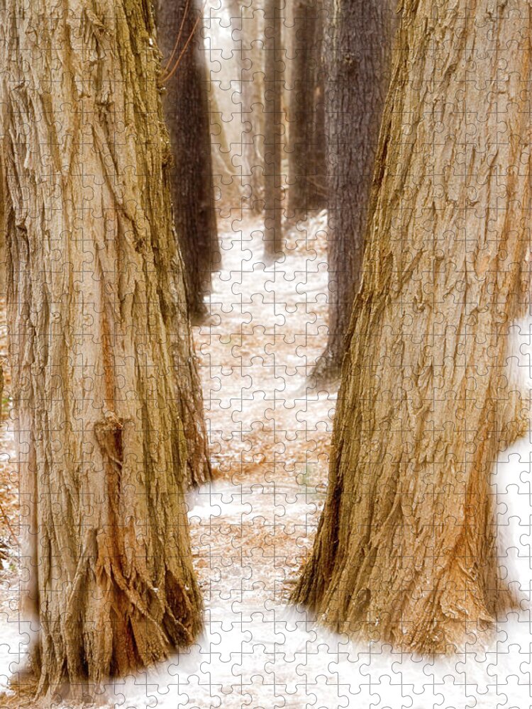 Toronto Jigsaw Puzzle featuring the photograph Winter Woods by Marlene Ford
