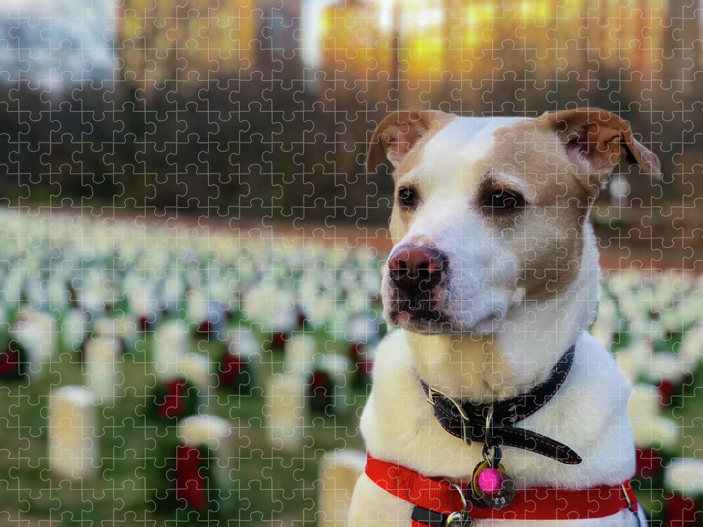 Dog Jigsaw Puzzle featuring the photograph With Respect by Lora J Wilson