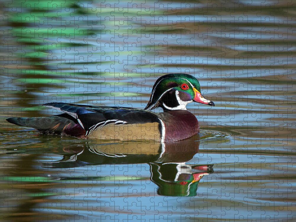 Wood Duck Jigsaw Puzzle featuring the photograph Wood Duck 1 by Rick Mosher
