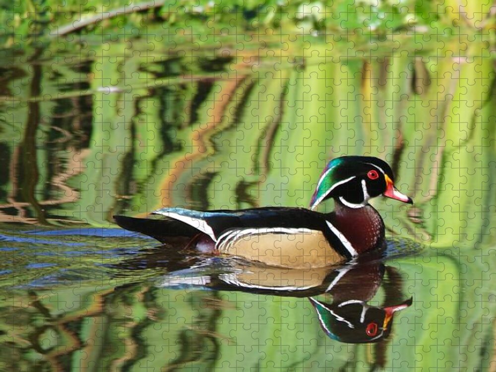 Bird Jigsaw Puzzle featuring the photograph Wood Duck Reflection 2 by Todd Kreuter