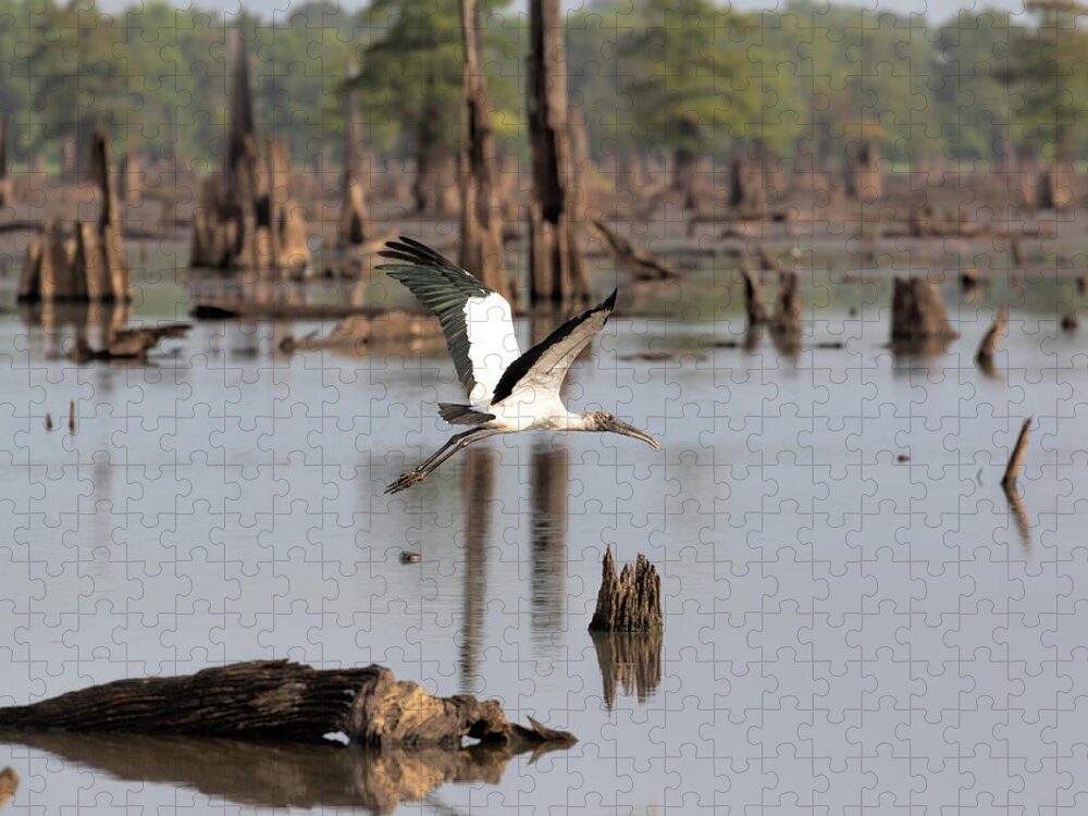 Wood Stork Jigsaw Puzzle featuring the photograph Wood Stork in Flight by Susan Rissi Tregoning