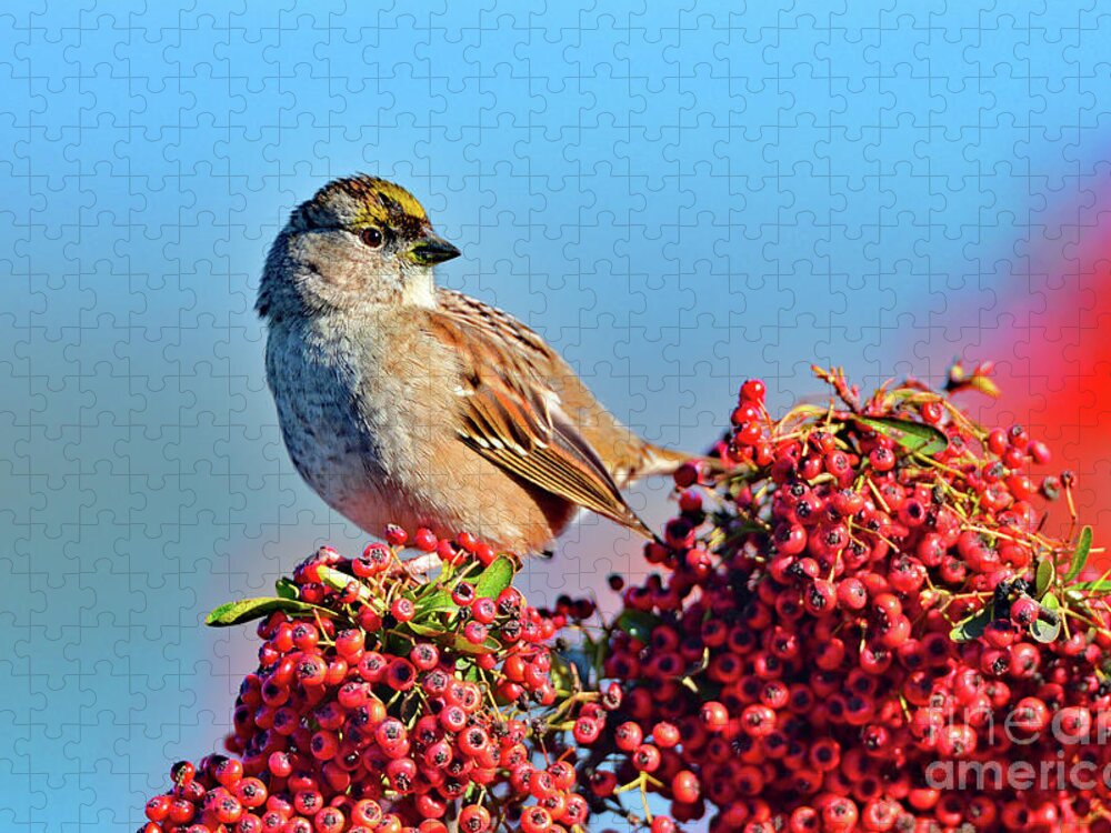 Sparrow Jigsaw Puzzle featuring the photograph Yellow Crowned Sparrow by Amazing Action Photo Video