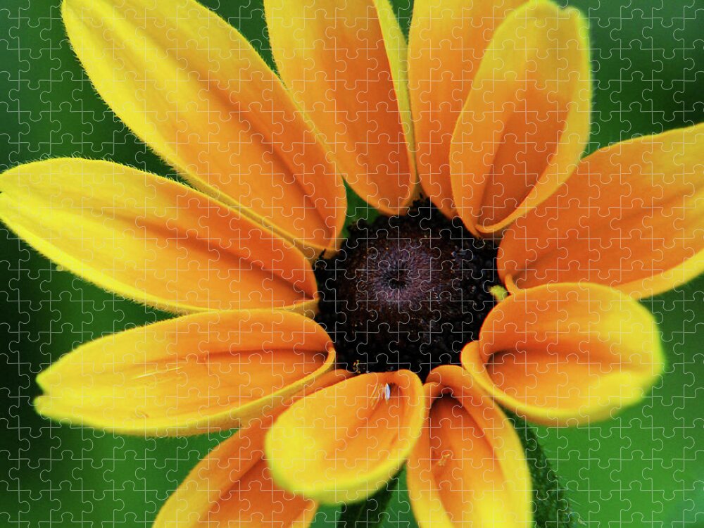 Yellow Flowers Jigsaw Puzzle featuring the photograph Yellow Flower Black Eyed Susan by Christina Rollo