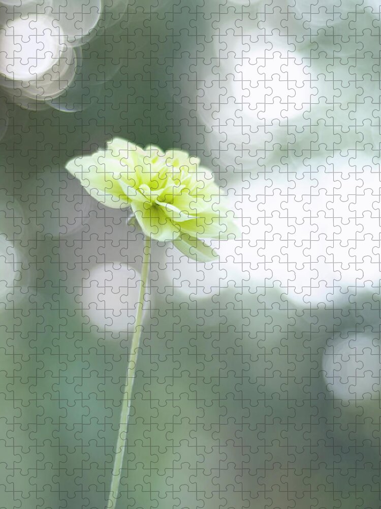 Petal Jigsaw Puzzle featuring the photograph Yellow Flower In Botanic Garden, Madrid by Miguel Sanz