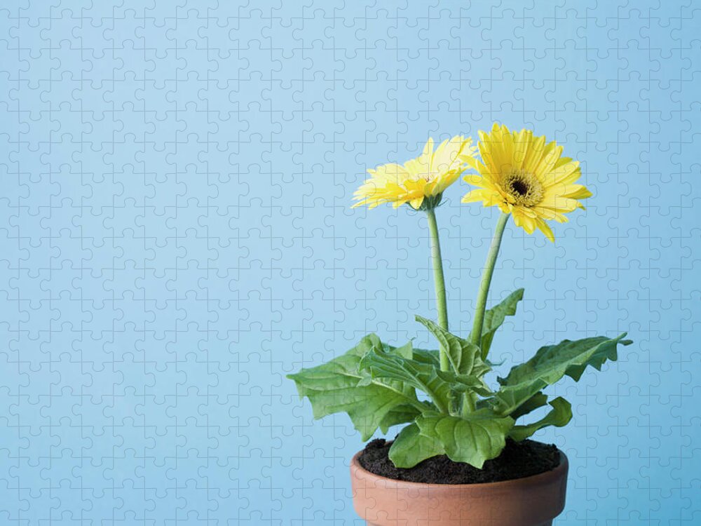 Two Objects Jigsaw Puzzle featuring the photograph Yellow Flowers On Blue Background by Kristin Lee