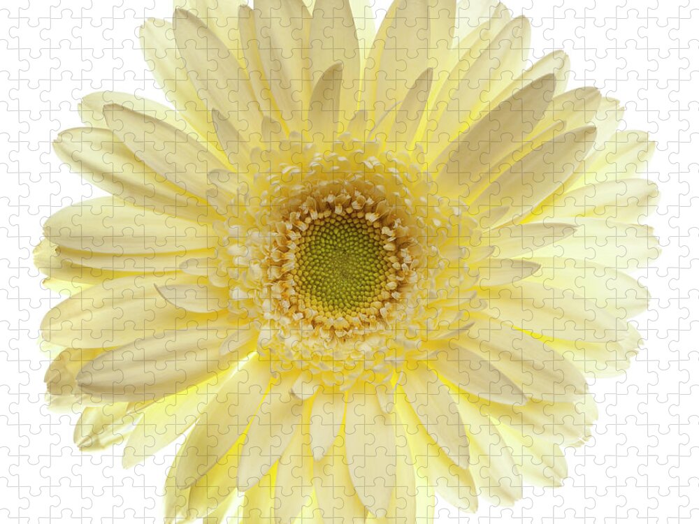 White Background Jigsaw Puzzle featuring the photograph Yellow Gerbera Daisy Isolated On White by Jill Fromer