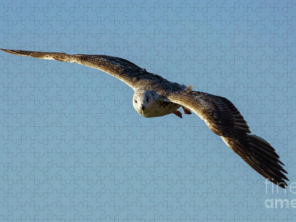 Bird Jigsaw Puzzle featuring the photograph Yellow-legged Gull Breeding Flying by Pablo Avanzini