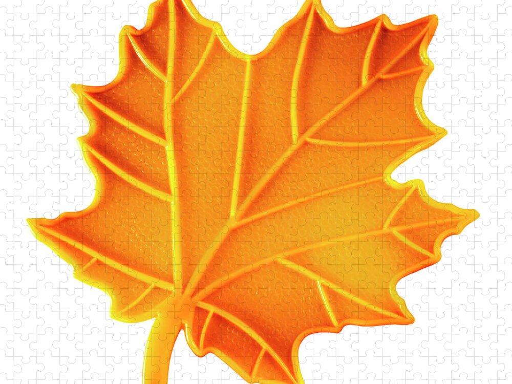 Autumn Jigsaw Puzzle featuring the drawing Yellow Maple Leaf by CSA Images