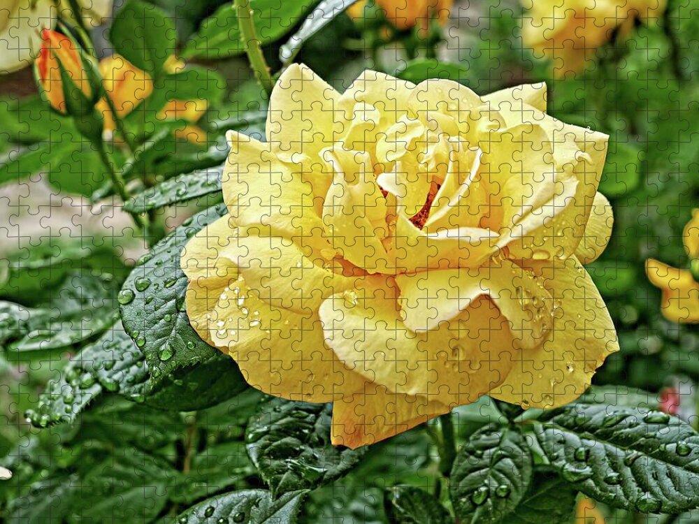 Flowering Plant Jigsaw Puzzle featuring the photograph Yellow rose close up by Martin Smith