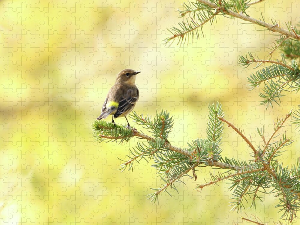 Yellow-rumped Warbler Jigsaw Puzzle featuring the photograph Yellow-rumped Warbler by Ryan Crouse