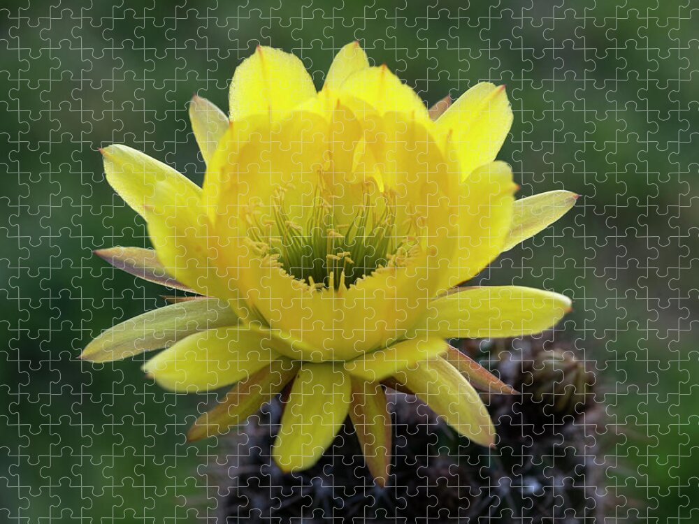 Yellow Torch Cactus Jigsaw Puzzle featuring the photograph Yellow Torch by Saija Lehtonen