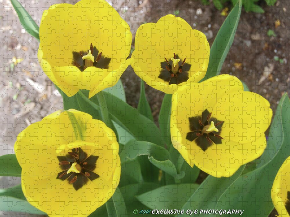 Yellow Tulips Jigsaw Puzzle featuring the photograph Yellow Tulips by Ee Photography