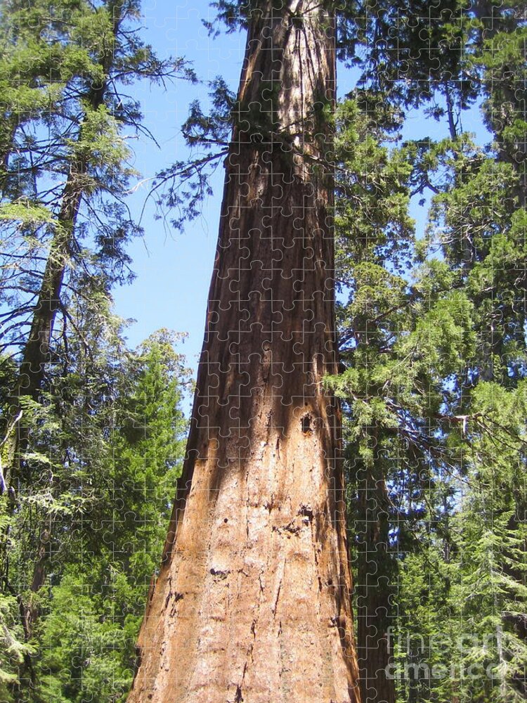 Yosemite Jigsaw Puzzle featuring the photograph Yosemite National Park Mariposa Grove Giant Ancient Tree by John Shiron
