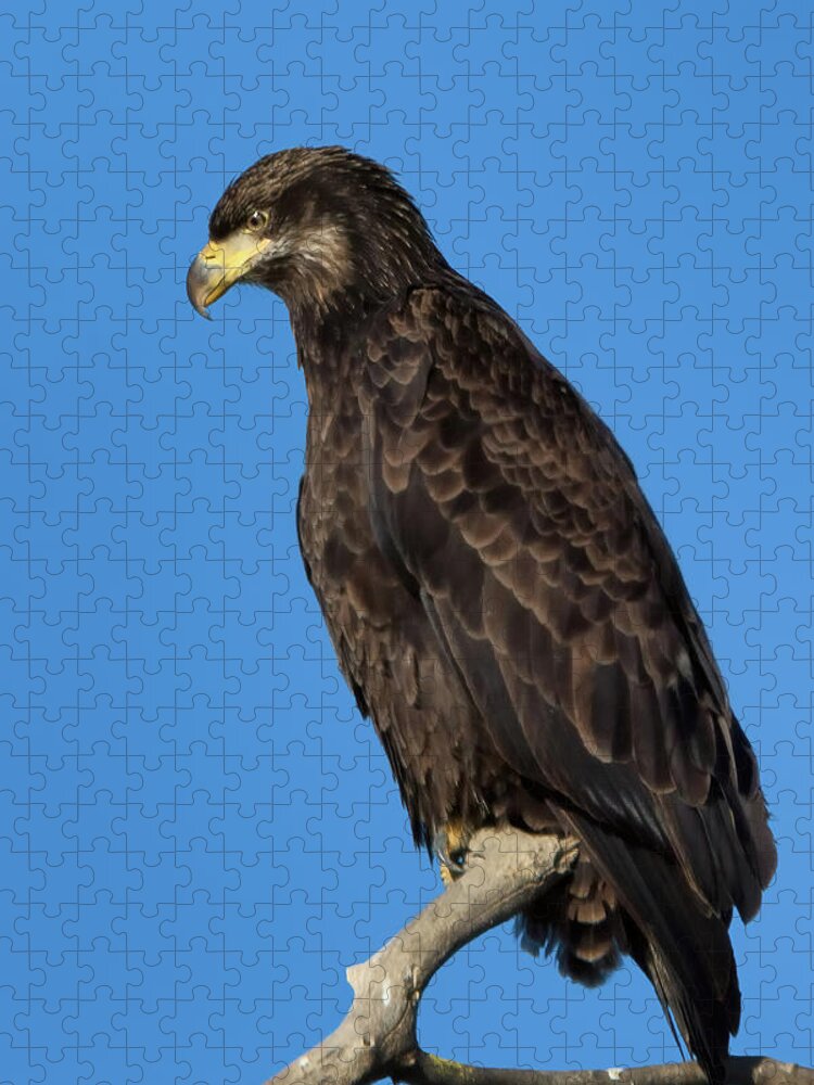 American Bald Eagle Jigsaw Puzzle featuring the photograph Young Bald Eagle by Kathleen Bishop