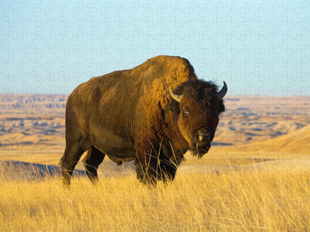 Horned Jigsaw Puzzle featuring the photograph Young Bison Bull Standing In Grass by Eastcott Momatiuk