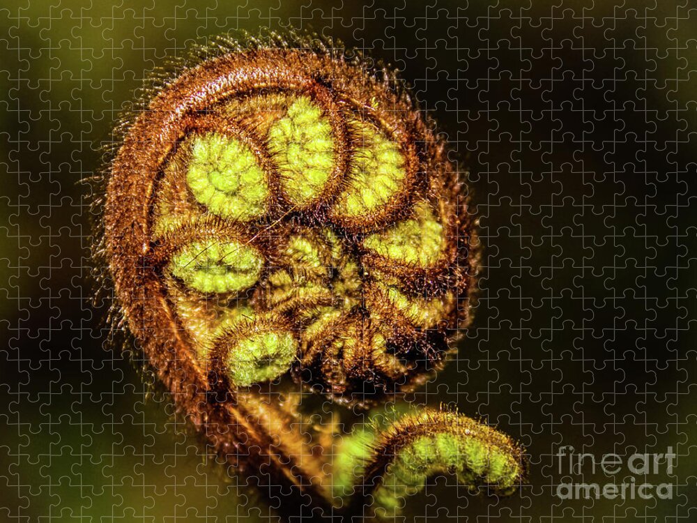 Fern Jigsaw Puzzle featuring the photograph Young fern leaves by Lyl Dil Creations