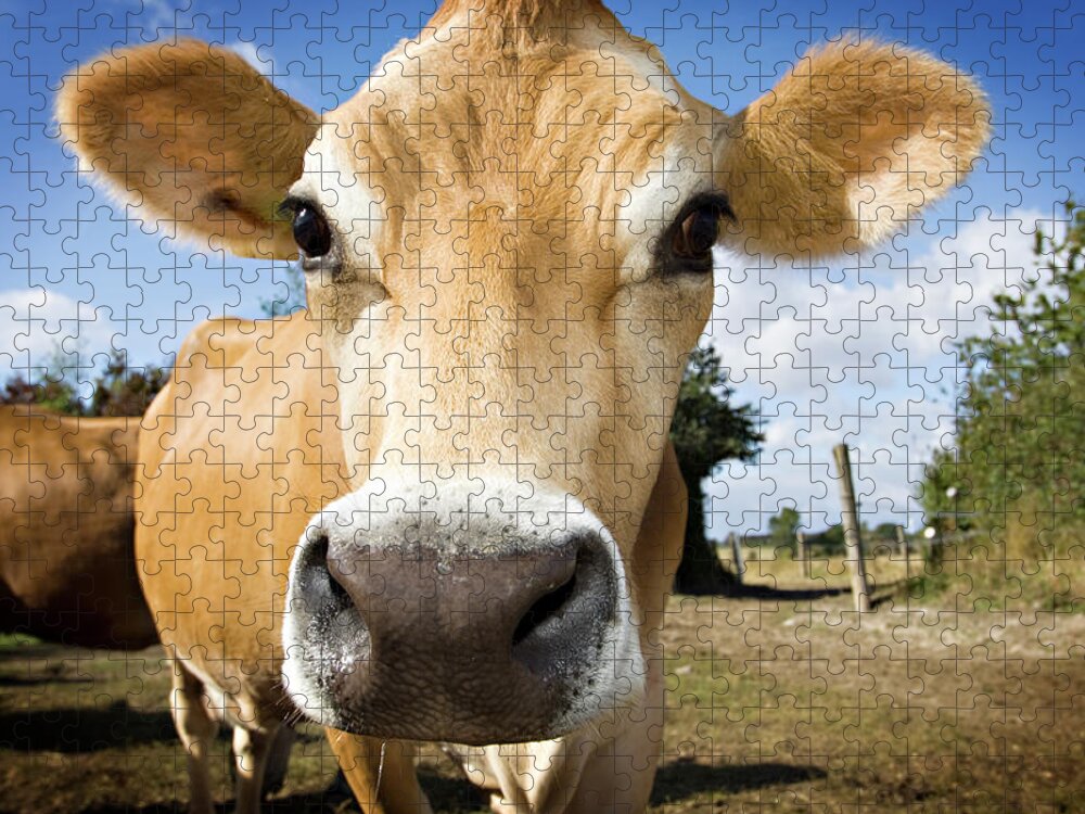 Milk Jigsaw Puzzle featuring the photograph Young Jersey Cow In The Field by Clarkandcompany