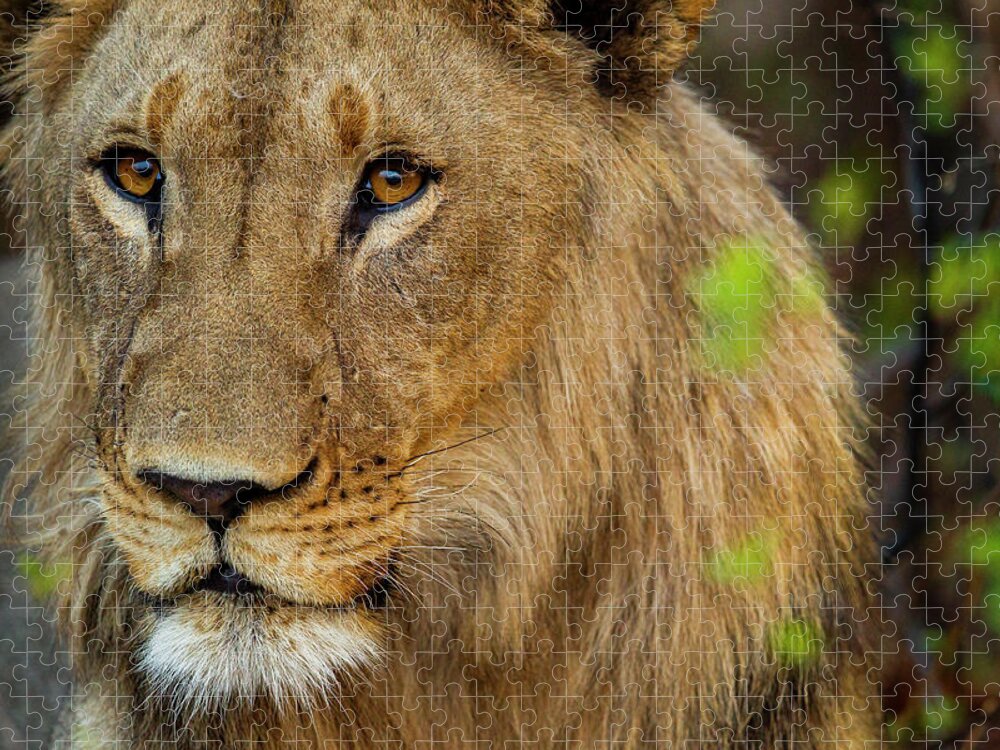 Sebastian Kennerknecht Jigsaw Puzzle featuring the photograph Young Male African Lion, Namibia by Sebastian Kennerknecht