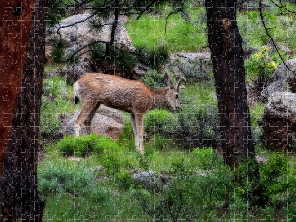 Mule Jigsaw Puzzle featuring the photograph Young mule deer feeding by Dan Friend