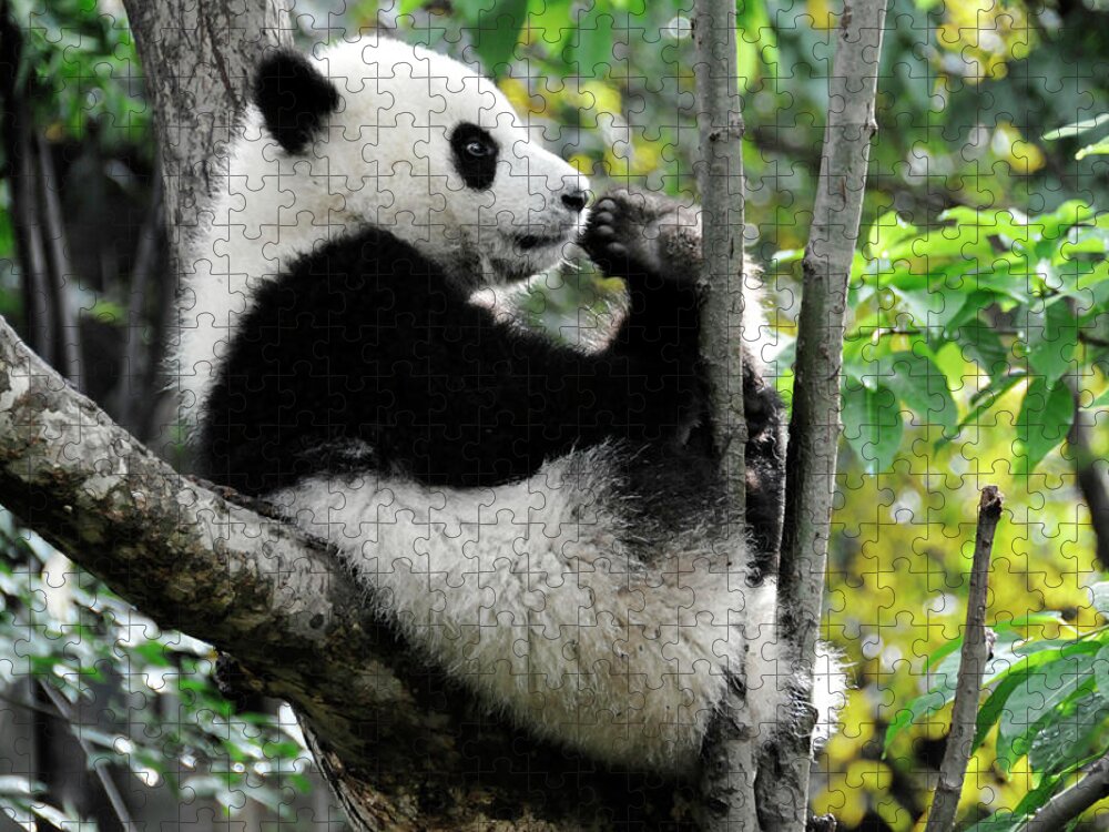 Panda Jigsaw Puzzle featuring the photograph Young Panda In Tree by Bwbimages