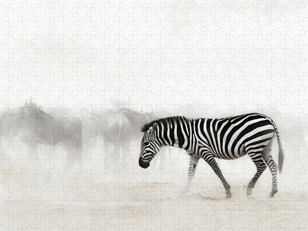 Zebra Jigsaw Puzzle featuring the photograph Stand Out From The Crowd #1 by Good Focused
