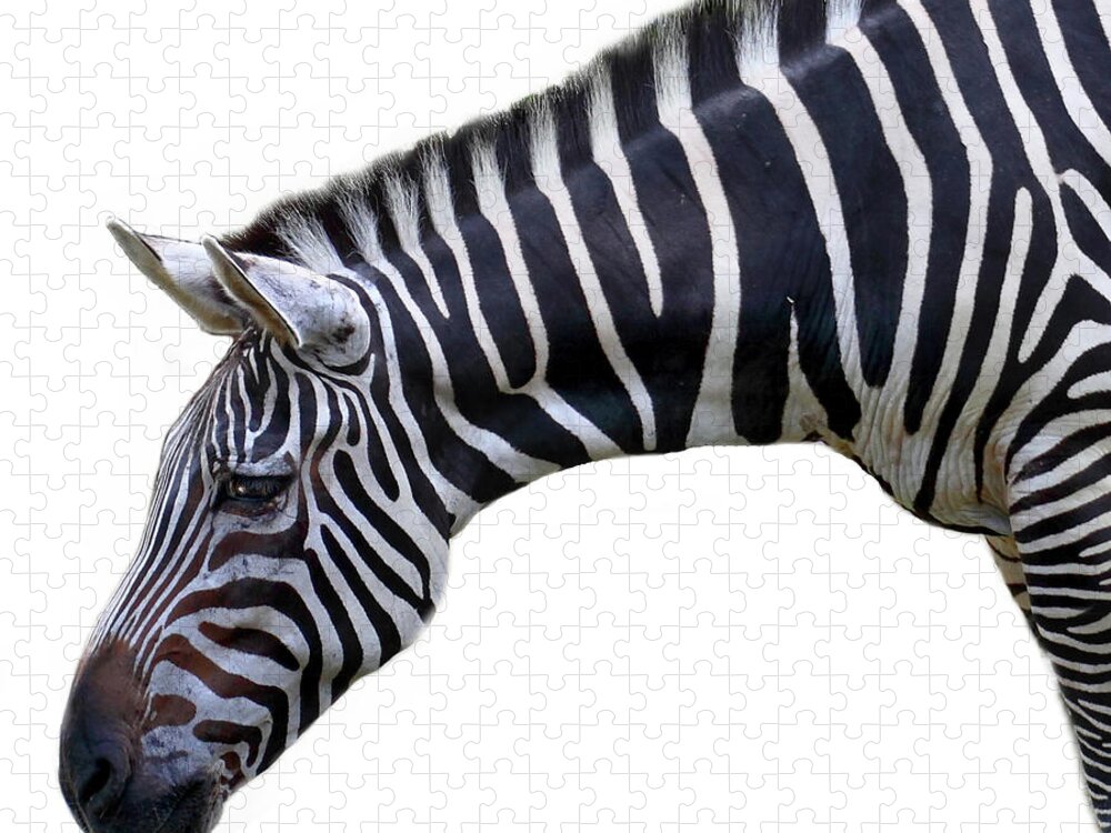 White Background Jigsaw Puzzle featuring the photograph Zebra by Seng Chye Teo