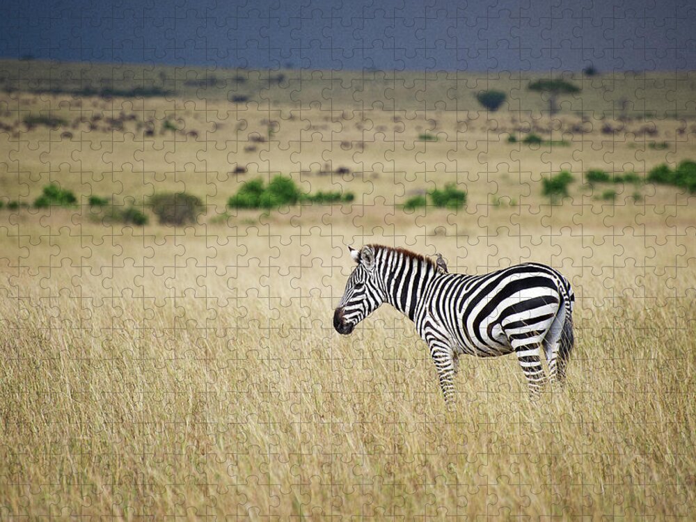 Kenya Jigsaw Puzzle featuring the photograph Zebra With Little Bird by Phoenix Wang