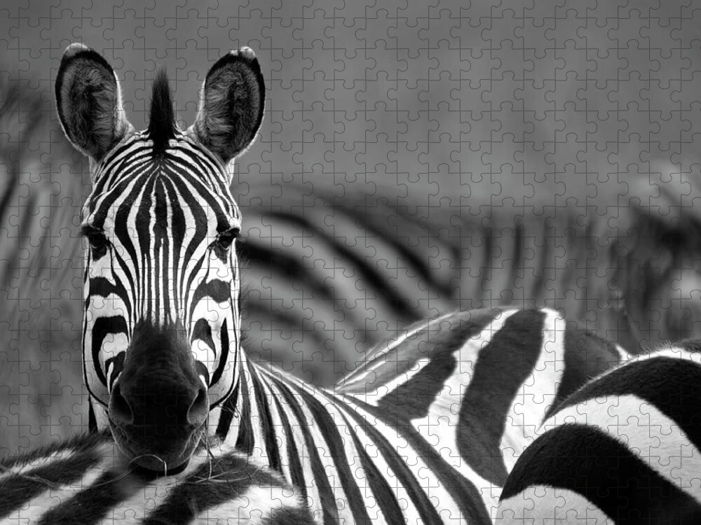Plains Zebra Jigsaw Puzzle featuring the photograph Zebra by Wldavies