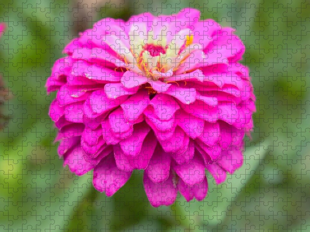 Flowers Jigsaw Puzzle featuring the photograph Zinnia Variation 2 by Ali Baucom