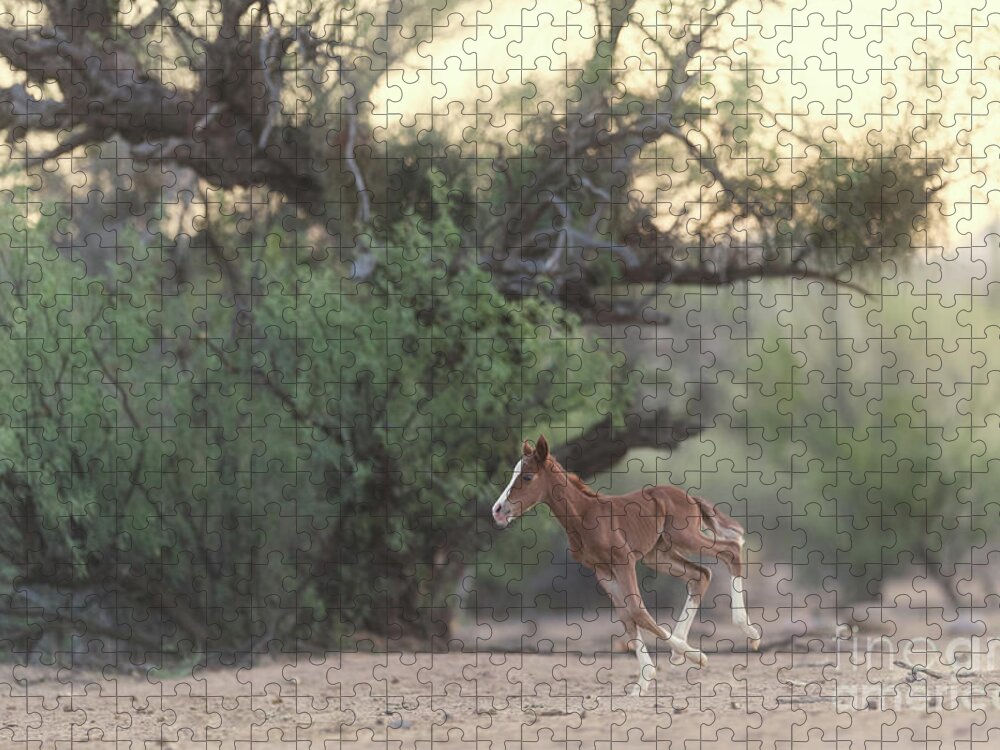 Cute Jigsaw Puzzle featuring the photograph Zoomies by Shannon Hastings