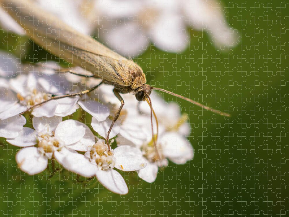 Nature Jigsaw Puzzle featuring the photograph A brown bug enjoying flower nectar #2 by Maria Dimitrova