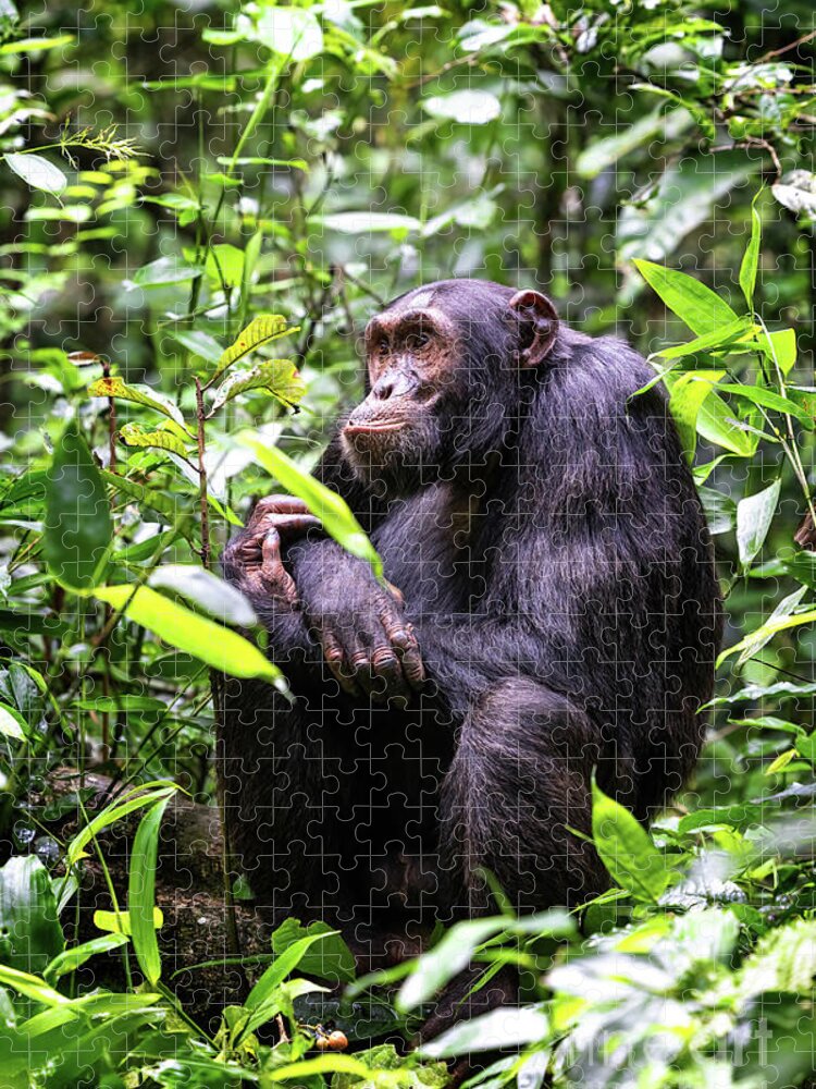 Adult Jigsaw Puzzle featuring the photograph Adult chimpanzee, pan troglodytes, in the tropical rainforest of #1 by Jane Rix